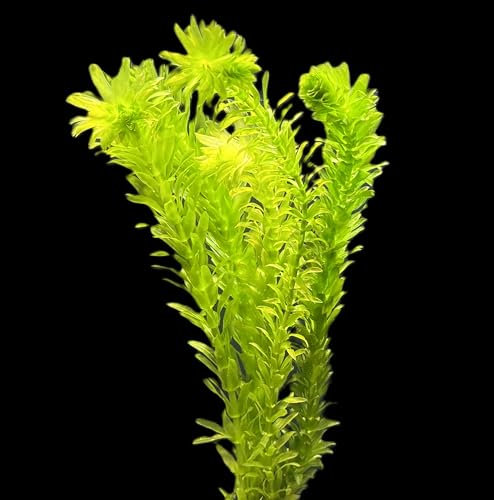 WASSERPFLANZEN WOLFF - ein Bund schöne Dichtblättrige Argentinische Wasserpest/Egeria Densa Sauerstoffpflanze für Kaltwasser und Warmwasser Aquarium