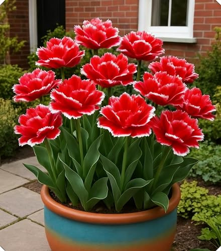 Bulbi di Tulipano di Alta Qualità, Ricchi di Colori, Adatti per Aiuole e Balconi-4bulbi-I
