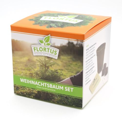 FLORTUS – Weihnachtsbaum Anzuchtset – Nordmanntanne Samen für den eigenen Christbaum – Saatgut zum Tannenbaum selber züchten im Garten