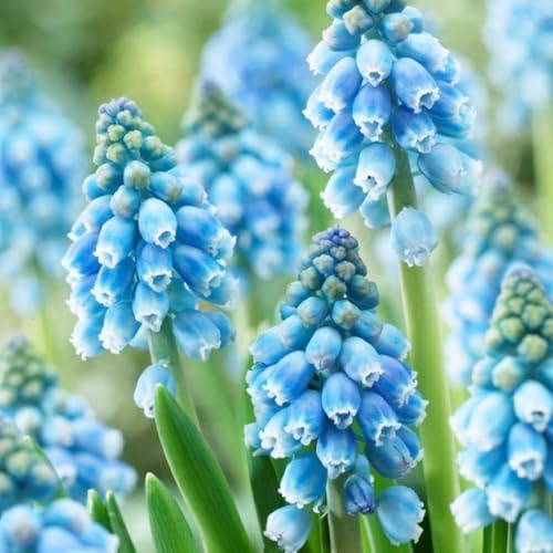 Bellissimo Giacinto bulbi,Piante perenni,Giacinto pianta vera,resistenti al freddo,Tagliare,Facile da curare(non artificiali)-2 bulbi-A