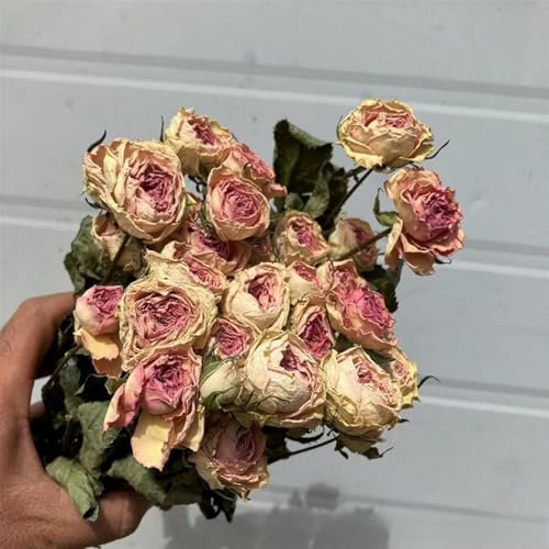 Bouquet de fleurs séchées naturelles, bouquet de roses séchées à plusieurs têtes, roses séchées avec tiges, environ 45 cm/18 pouces, sélection faite à la main, transmettant l'amour, conservation durab