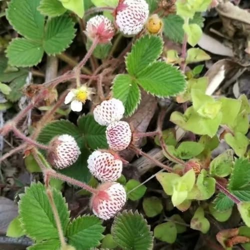 semi di fragola selvatica - interna in vaso d'appartamento 100pcs