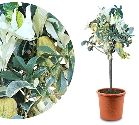 Meine Orangerie Mano de Buda de limón Panaché – Mano de Buda – Árbol de cítricos auténtico – 60 hasta 90 cm – Citrus Medica Sarcodactylis 'variegato' – Mano de Buda – Planta de cítricos
