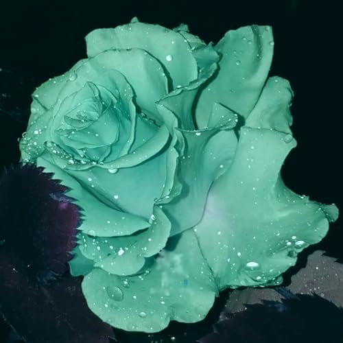 Hybridrose - Rose pflanzen knollen winterhart - Seltene Rosenpflanze - Strauchrosen, Duftrosen - Edelrosen in vielen Sorten und Farben-1Pflanze-A