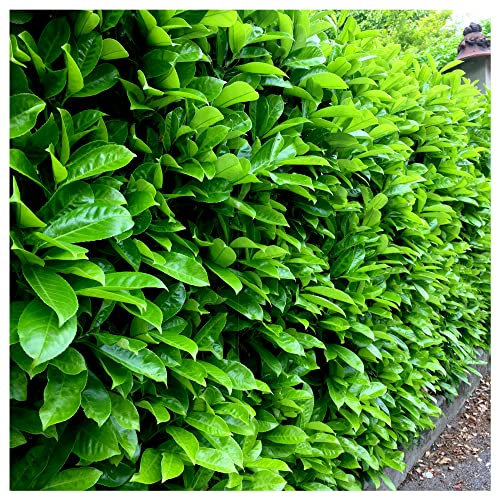 15 Cherry Laurel Fast Growing Evergreen Hedging Plants 30-40cm Tall Potted 3fatpigs®