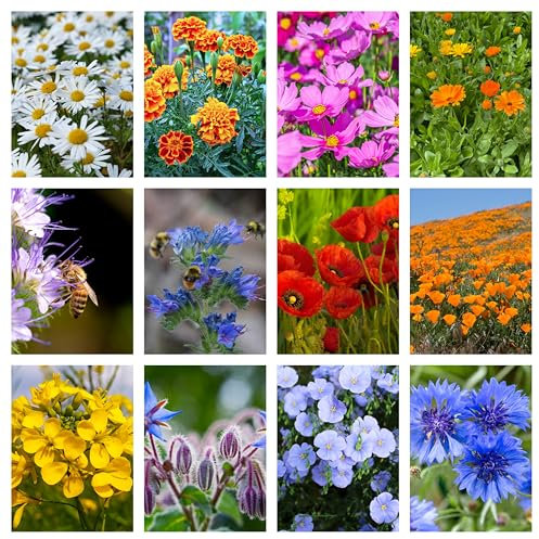 10 g de graines d'abeilles prairies mélange avec des herbes et des fleurs sauvages aimant d'abeille miel