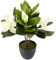 Magnolienbusch im Topf künstlich Blumen Deko Frühling Seidenblumen Raumdeko Magnolie Magnolienbaum Kunstpflanze Kunstblumen Kunstbaum Blume Zimmerpflanze Blüten Frühjahrsdeko Frühjahrsblüher Pflanze
