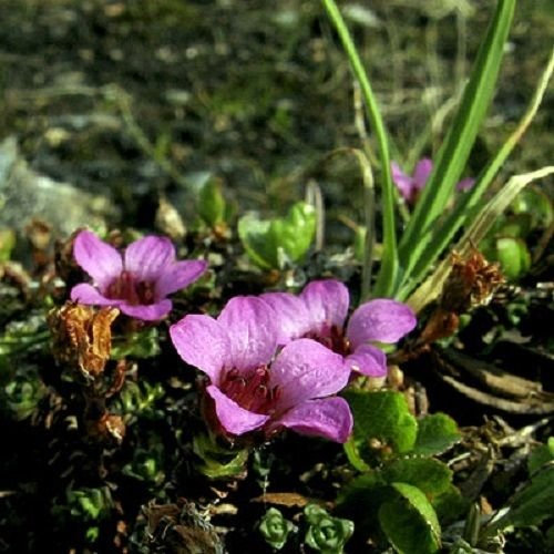 Tapis de fleurs de saxifraga Fleurs vivaces à feuilles persistantes Couvre-sol