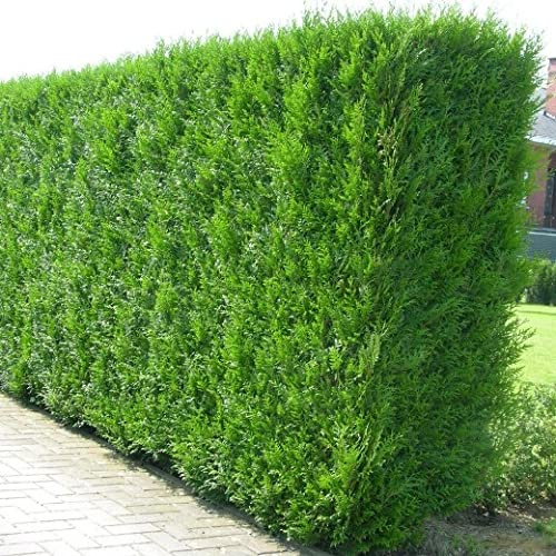 Vivai le Georgiche - Pianta vera di Thuja plicata Atrovirens Tuia - vaso Ø 17 cm