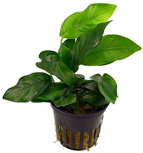 3 Pots Anubias Nana - akvarieväxt
