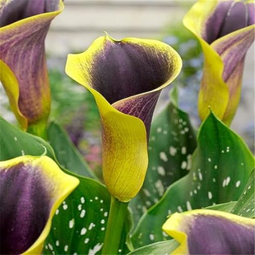 Calla Lily Bulbs,Garden Flowers,Calla Lily Bulbs for Planting Now UK,Cut Flowers,Wedding Flowers,Plant Bulbs,Hardy Perennial,Strong Plants That Grow Well.-8bulbs-A