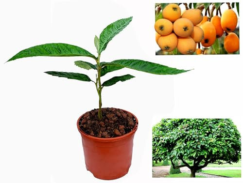 Fruit Trees,Quince,Grape,Apricot,Fig, Plum,Loquat,Hazelnut,Avocado,Lulo,Mango Tree(15-25cm) (Loquat)