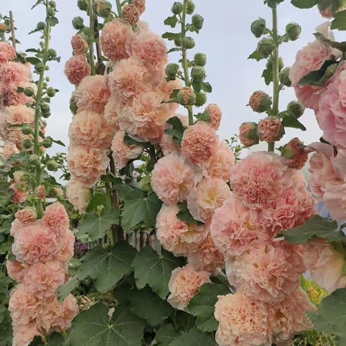 Semi di malvarosa resistente - in vaso esterni giardino decorazione 600pcs