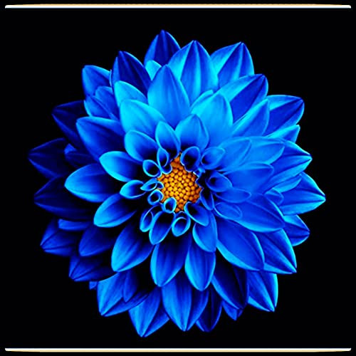 Dahlia Bulbs,Dahlia Tubers,Dahlia Tubers UK(Plant Bulbs,Wedding Flowers,Hardy Perennial,Garden Flowers,Ornamental Flowers)-4bulbs-e