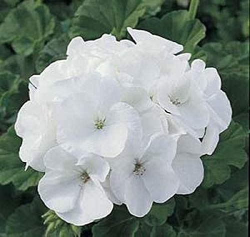 Pase Seeds Geranium Zonal Maverick Series White Seeds