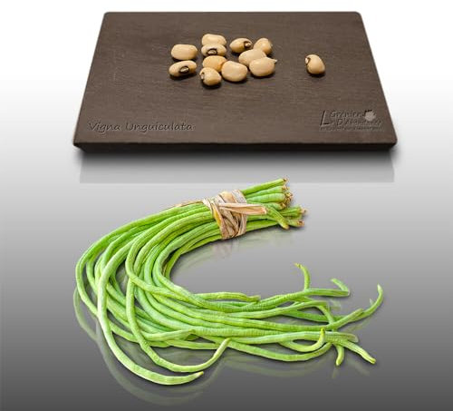 40 graines à semer - Le Grenier d'Abondance - HARICOT Niébé - Vigna unguiculata