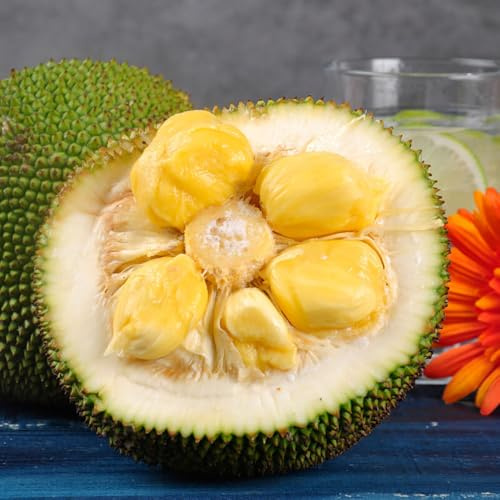 acquistare semi di jackfruit, colonnari resistenti regali per giardinieri da giardino roccioso serre balcone esotiche giardino 35pcs