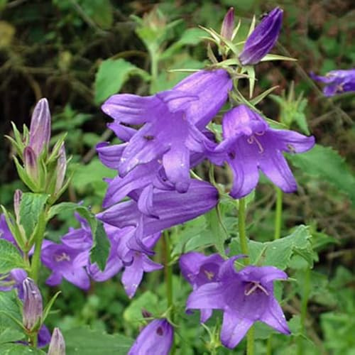 12 unità Campanula Latifolia 'Macrantha' - Campanula a Foglia Larga Vaso 9x9cm ±1 m² - Fiori Blu e Foglie Ampie, Perfetto per Giardini e Bordure