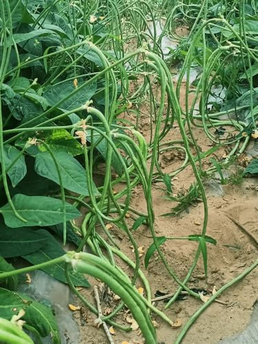 45 graines, haricot long noodle yard, haricot productif poteau vert ne fournit pas de graines végétales treillis maison jardin extérieur végétale NO-GMO Graines d'honneur