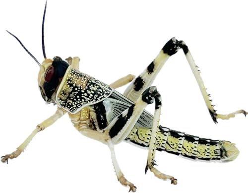 Livefood UK 50 Medium size 15mm to 30mm live locusts supplied in woven bag (50 Locusts in woven bag)