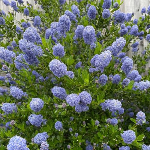 [x2] Ceanothus Shrub | Victoria | Wounderful Blue Flowers | Upright Growing | Garden Ready | [P9 Pots]