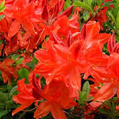 Azalée Japonaise Rouge - Azalea Japonica- 25-30 cm en conteneur