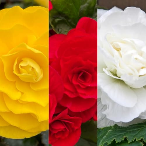 Carbeth Plants - 10 x Begonia Double Traditional Mix Summer Tubers - Large Headed Flowering Perennial Bulb Corms - Garden Bulbs for Planting Outdoors - Grow in Beds, Borders and Patio Pots