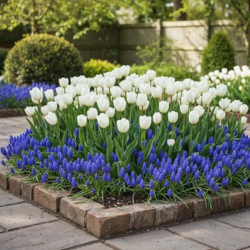 Delft Blue Collection Blomlökar – Vit Tulpan/Blå Muscari – Härdiga, Fleråriga, Holländska Växter För Krukor, Bårder Och Vårarrangemang – Blomlökar – 6 Blomsterlökar