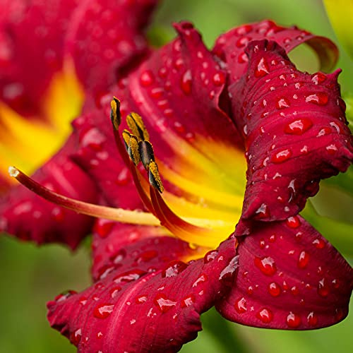 issimi fiori ornamentali,Pianta decorativa magica,Rizoma di Hemerocallis-10 Rizomi,3 :Seeds only