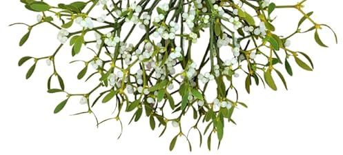 DECOALIVE|Caja de Muérdago Planta Natural Navideña| 2Kg de Contenido