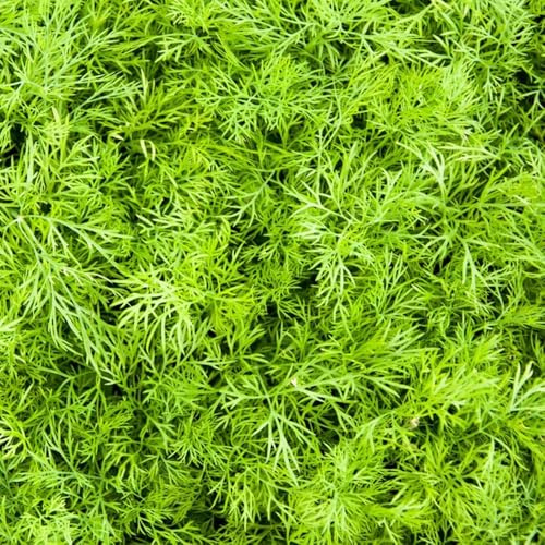 semillas de eneldo orgánico de interior, variedades antiguas, cobertura del suelo jardín orgánicasinvernadero 100pcs