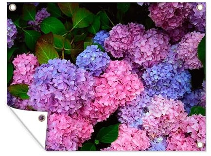 MuchoWow Poster exterieur Hortensia rose et bleu Decoration murale 40x30 cm Résistant aux intempéries/soleil