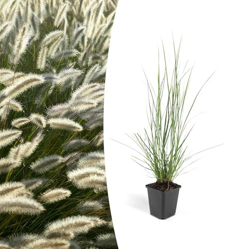 Trendyplants - Pennisetum alopecuroides 'Hameln' – 40 unidades – Hierba ornamental – Resistente al invierno – Altura 10 – 25 cm – Tamaño de maceta Ø 9 cm