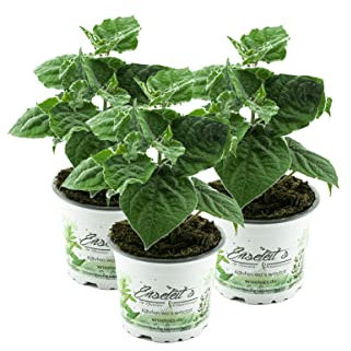 3er Set Andenbeere (Physalis peruviana), frische Kapstachelbeere Pflanze