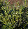 Aufrechte Lorbeerkirsche 100-125cm - Prunus laurocerasus