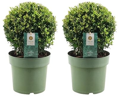 Plants by Frank | 2 Boules de houx du Japon | 2 x Ilex crenata ‘Jenny’ | Ø 20 cm | Lot de 2 | Alternative au buis | Arbuste persistant | Plantes d’extérieur | Jardin