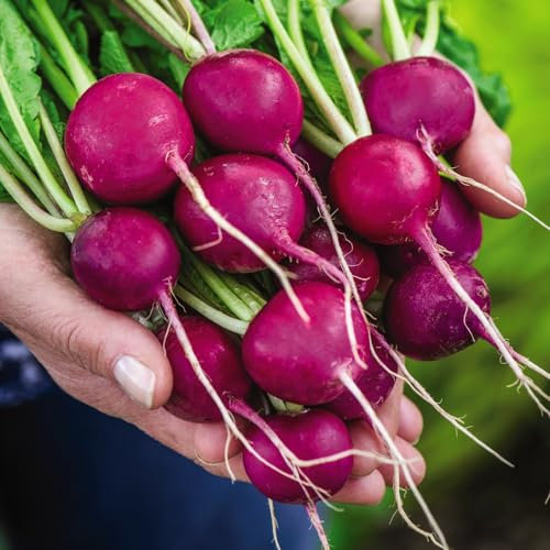 Radish Royal Purple Seeds - Plump Round Radishes with Mildly Sweet Flesh - Quick Harvest in 33 Days - Beginner-Friendly and Crunchy Varieties for Home Gardens - 1x Seed Packet by Thompson & Morgan