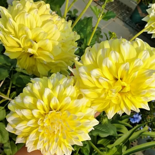 12bulbos tubérculos de dalia - floración primaveral, decoración comprar tubérculos de dalia balcón, decoración de jardín exterior