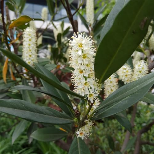 Semillas de seto de laurel cerezo de balcón, laurel cereza de jardín perennes resistentes de interior, para balcón 150pcs