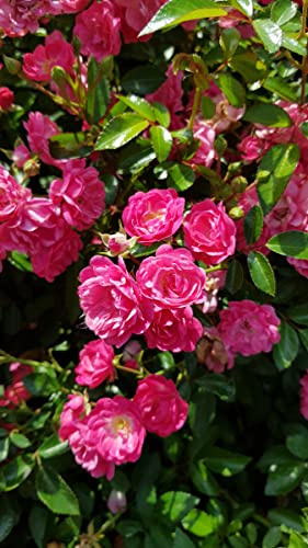 Rosa 'Pretty Fairy' / Rosier Couvre-sol 'Pretty Fairy' / Conteneur de 3 à 4 litres