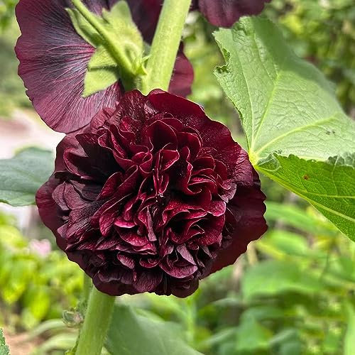 30 pcs Stockrosen Samen Winterhart Mehrjährig Wildblumensamen, Balkon (Alcea rosea) Garten Blumen Winterhart, Kletterpflanzen Winterhart Topfpflanzen Echt, Outdoor Pflanzen Blumenwiese
