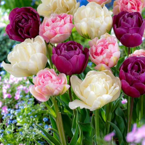 FLORIUM - Lot de 20 bulbes de tulipes roses et blancs - Collection Double Delight (20 bulbes), mélange de Hollande, robuste et durable - Décoration pour jardin, balcon, pots (pas de graines)