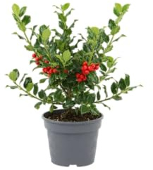 Planta Natural DECOALIVE Acebo Ilex Símbolo de Prosperidad y Buena Fortuna Navideña