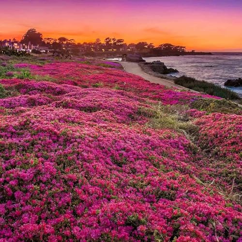 50.000 Semi di Timo Rosso Rampicante, Thymus Praecox 'Coccineus', Copertura Terrestre Resistente alla Secca, Resistente ai Cervi, Attrae le Farfalle, per Giardino, Sentiero, Giardino di Rocce