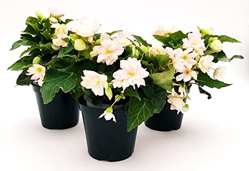 POWERS TO FLOWERS - BEGONIA PENDULA DA BALCONE, A FIORE BIANCO, 3 PIANTE VASO 14 CM, piante vere