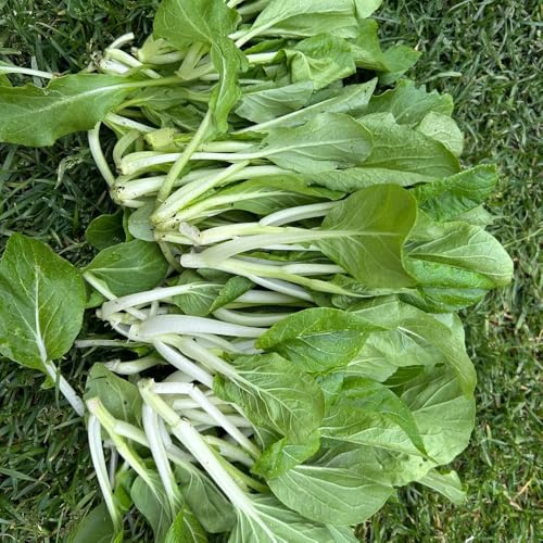 Semi di pak choi biologici - rari resistenti all'inverno per balcone resistenti, Decorazione balconi 400pcs
