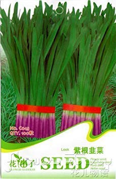 Livraison gratuite 3 confetture 300 semi di Porro Purple OrganicVegetable C043