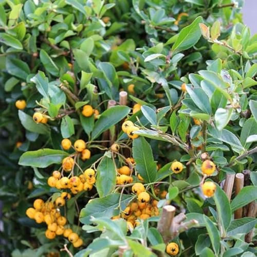 Feuerdorn - Pyracantha hyb. 'Soleil D'Or' - 50-60 cm Topf