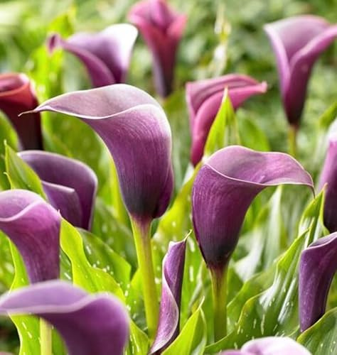 Purple Anneke Calla Lily Bulbs for Planting - Big Healthy Bulbs for Growing - Uniquely Shaped Purple Flowers (3 Bulbs)
