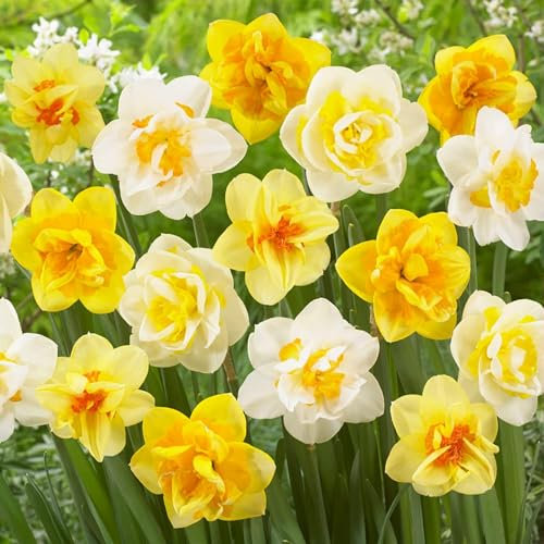 Gefüllte duftende Narzissen Zwiebeln Kollektion (25 Osterglocken Zwiebeln), mehrjährig und winterhart, Blumenzwiebeln Mix aus Holland für Garten und Topf, 6-7 Sorten (kein Samen, nicht künstlich)